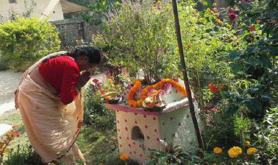 आज हरिशयनी एकादशी, घरघरमा तुलसी रोपी नारायणको पूजा गरिँदै