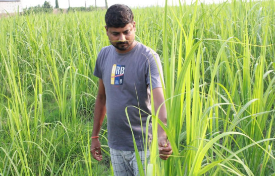 उखुबाट लाखौं आम्दानी गर्दै विवेककुमार