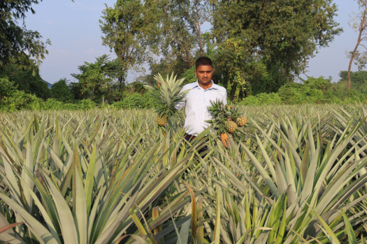 भुइँकटहर बेचेर वार्षिक १५ लाखसम्म आम्दानी