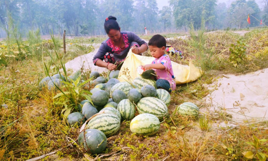 तरबुजा खेती गरेरै जीविका चलाउँदै दुई सय परिवार