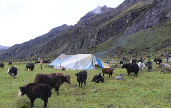 याक प्रबर्द्धनमा जुट्दै ताप्लेजुङका स्थानीय तह