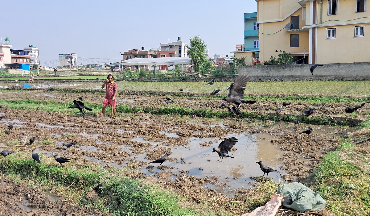 खेतमा आहारा खोज्दै काग