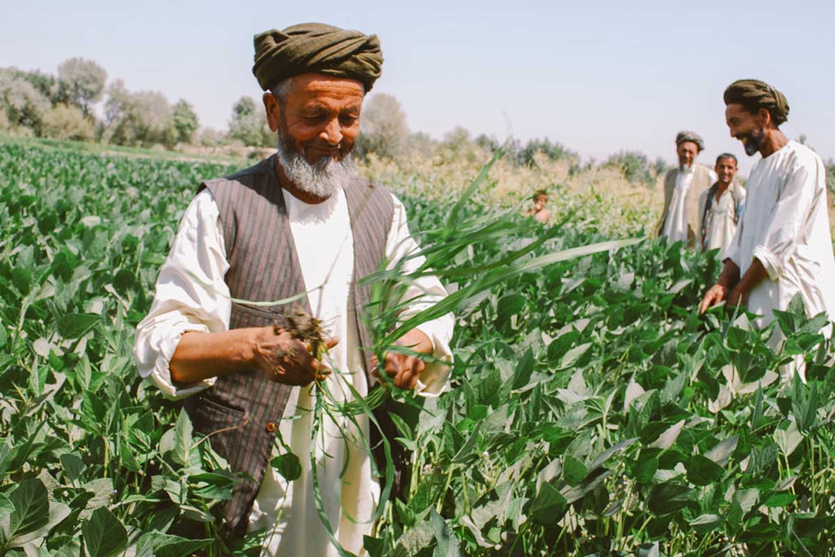 अफगानिस्तानको कृषि मन्त्रालयद्वारा रोजगारी सिर्जना र खाद्य संकट हटाउने कार्यक्रम
