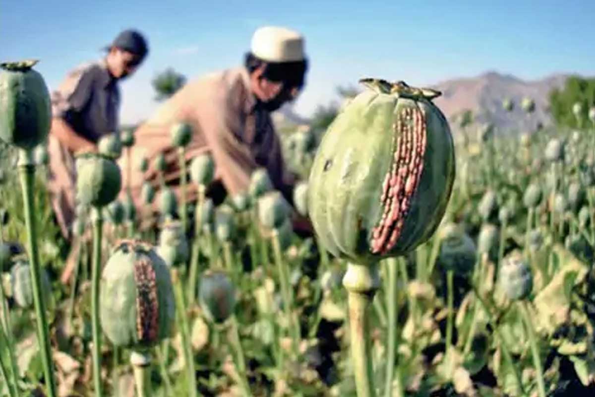तालिबानको आगमनपछि अफिम उत्पादन ८ प्रतिशतले बढ्यो