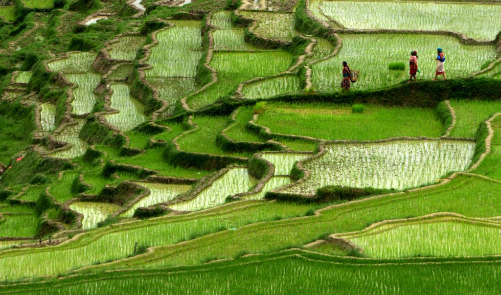 कृषि क्षेत्रमा बजेट बढ्दो, उत्पादन घट्दो