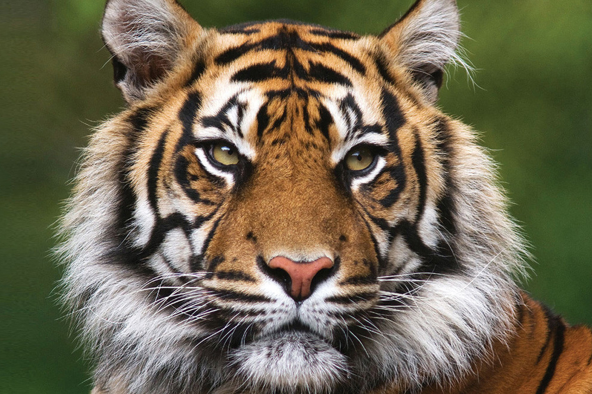 भारतमा १० वर्षमा किन मरे ९८४ बाघ?