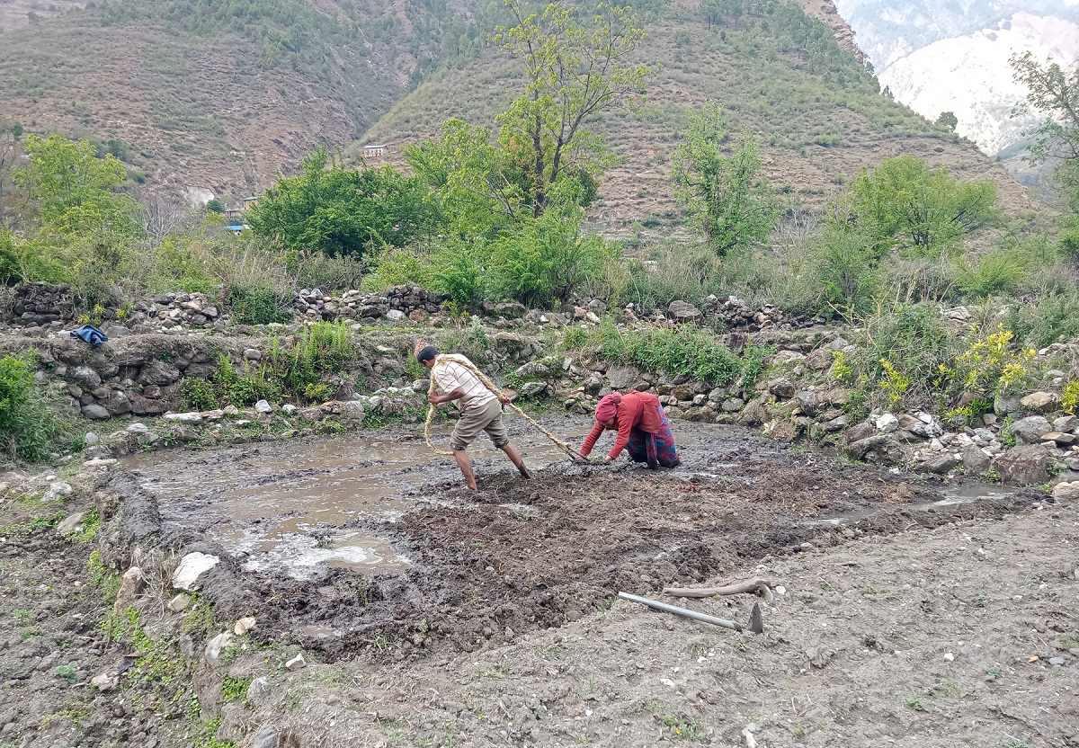 धानको बीउ राख्न तयारी गर्दै किसान
