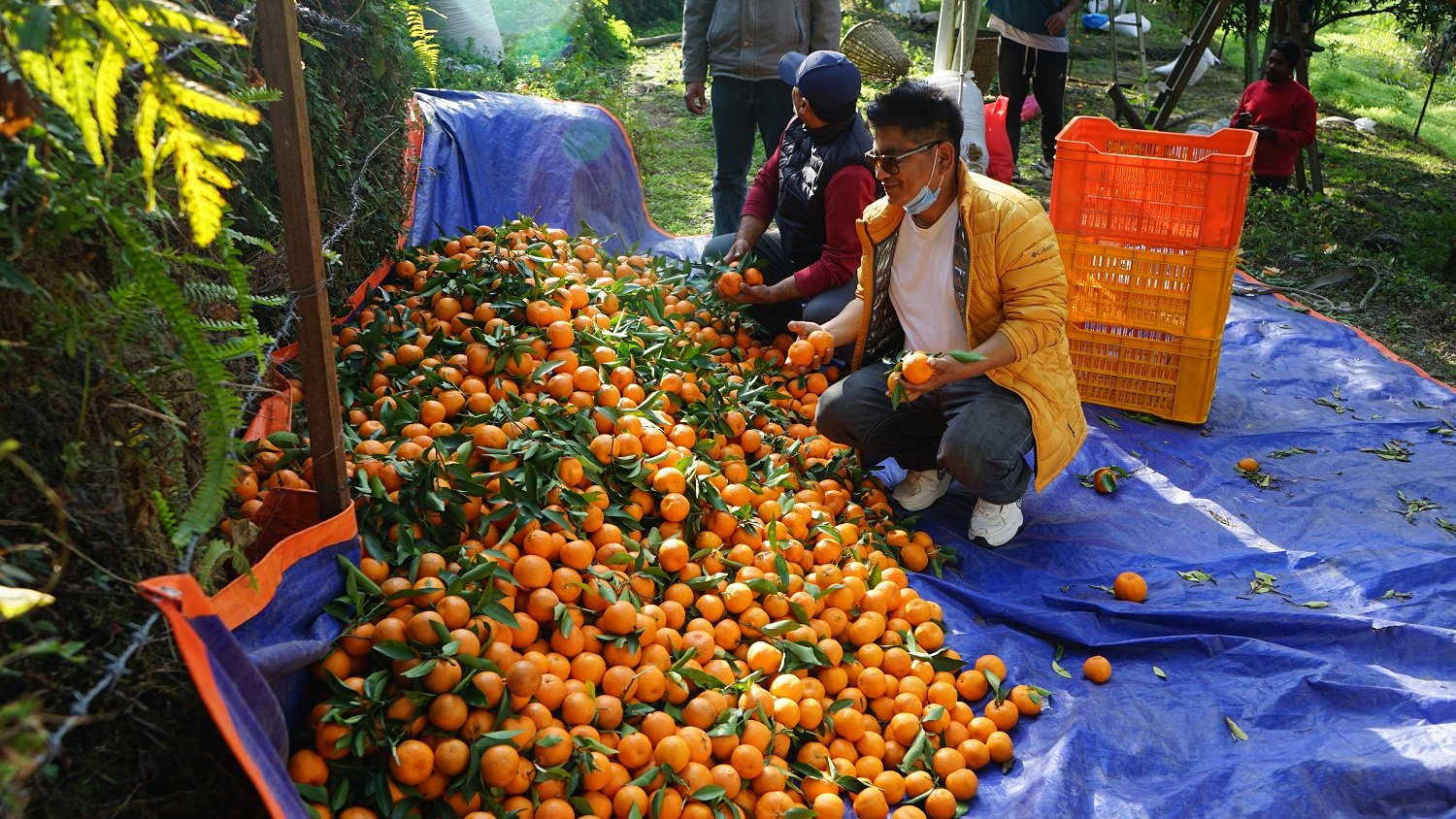 झाडी फाडेर लगाएको सुन्तलाले दियो १५ लाख आम्दानी