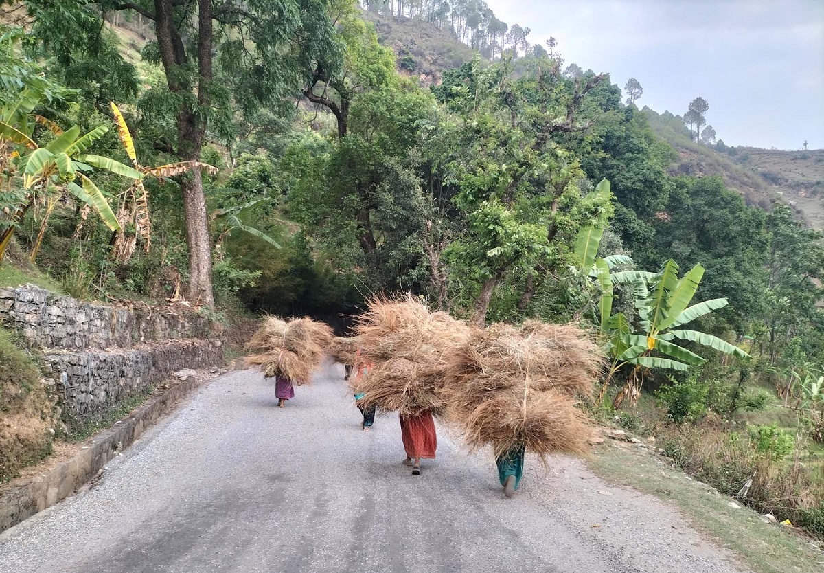 दोगडाकेदारका महिला खरको भारी बोकेर घरतिर जाँदै