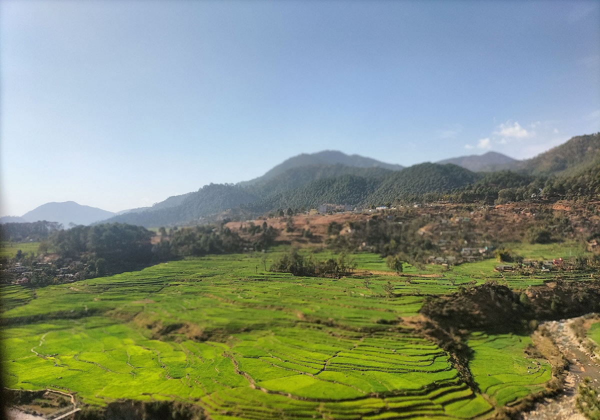 बैतडीको पाटन क्षेत्रमा गरिएको गहुँ खेती