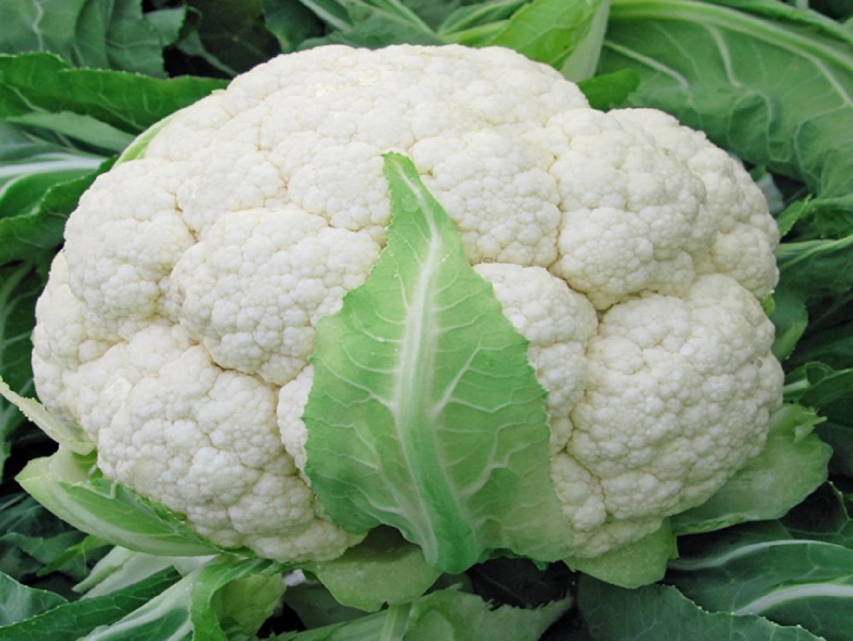 तौल घटाउन वा पाचन क्रियामा सुधार गर्न काउली बहुउपयोगी