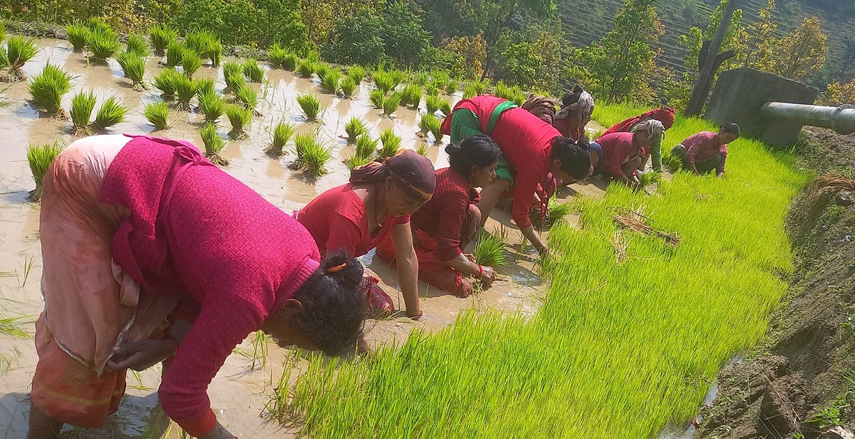 चनकुडामा रोपाइँका लागि धानको बिउ उखेल्दै किसान