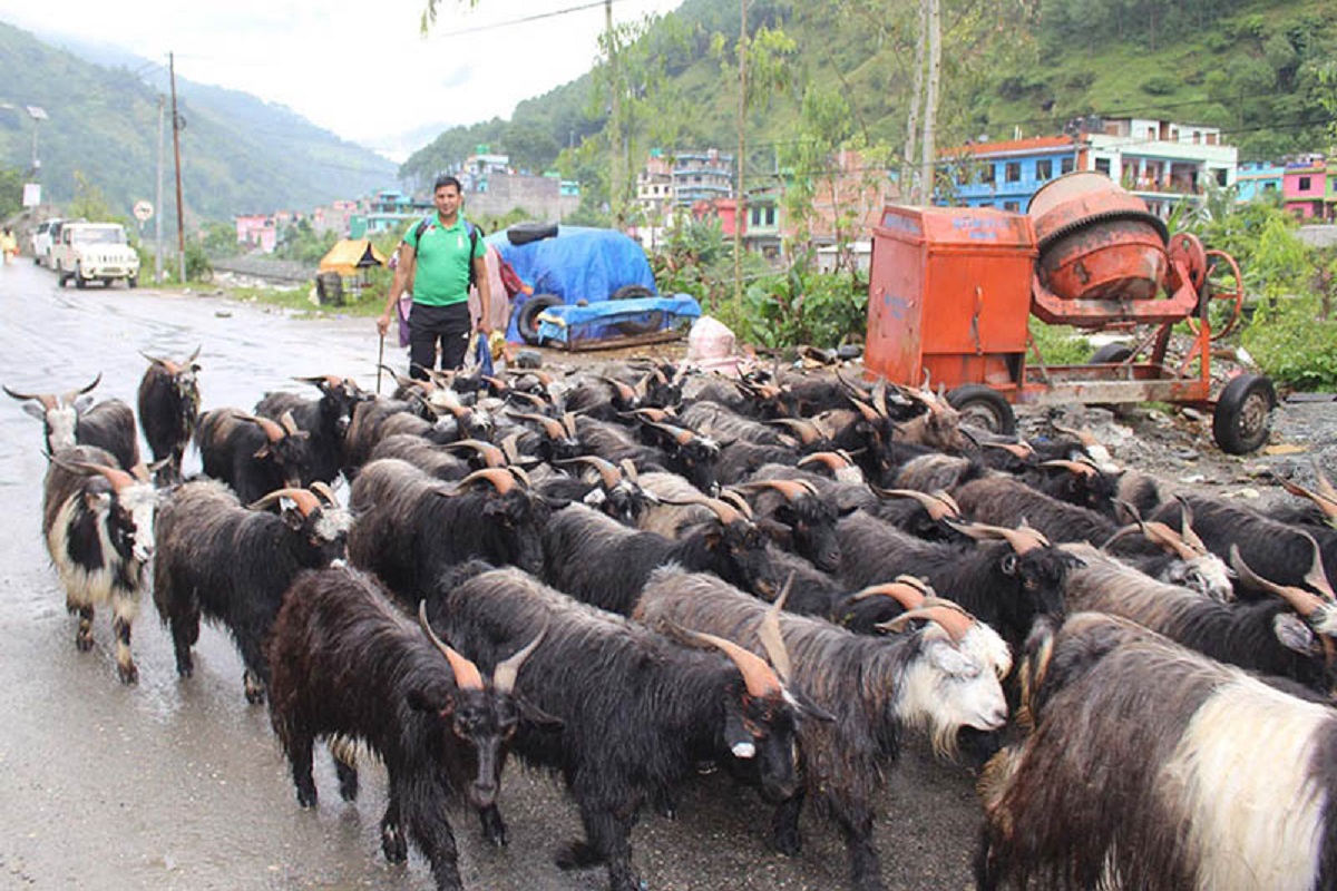 दसैँका लागि दार्चुलाबाट च्याङ्‍ग्रा काठमाडौं ल्याइँदै
