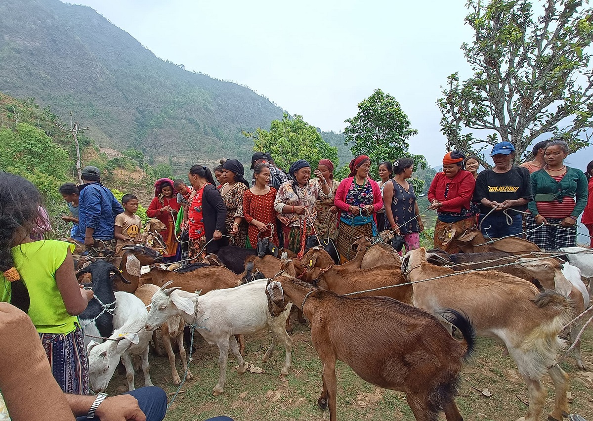 अनुदानमा बाख्रा पाएपछि कृषक खुसी