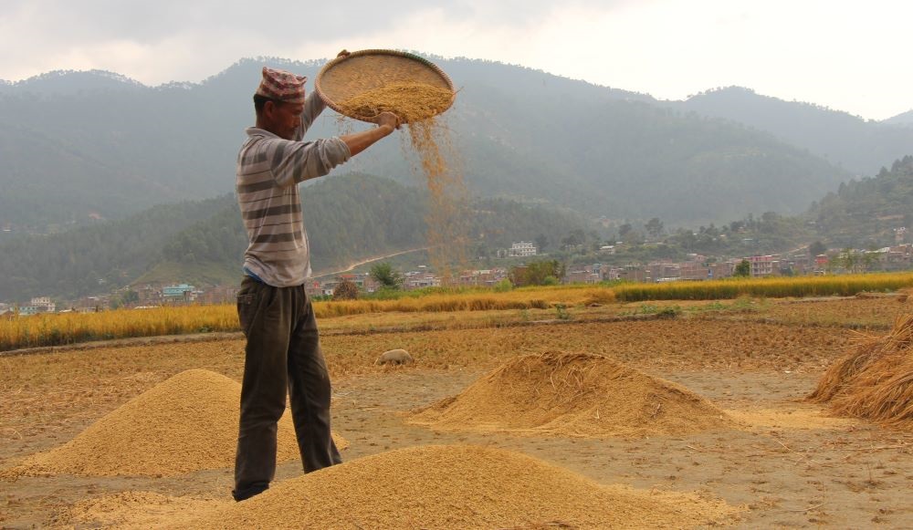 चितवनमा १० प्रतिशत घट्यो धान उत्पादन