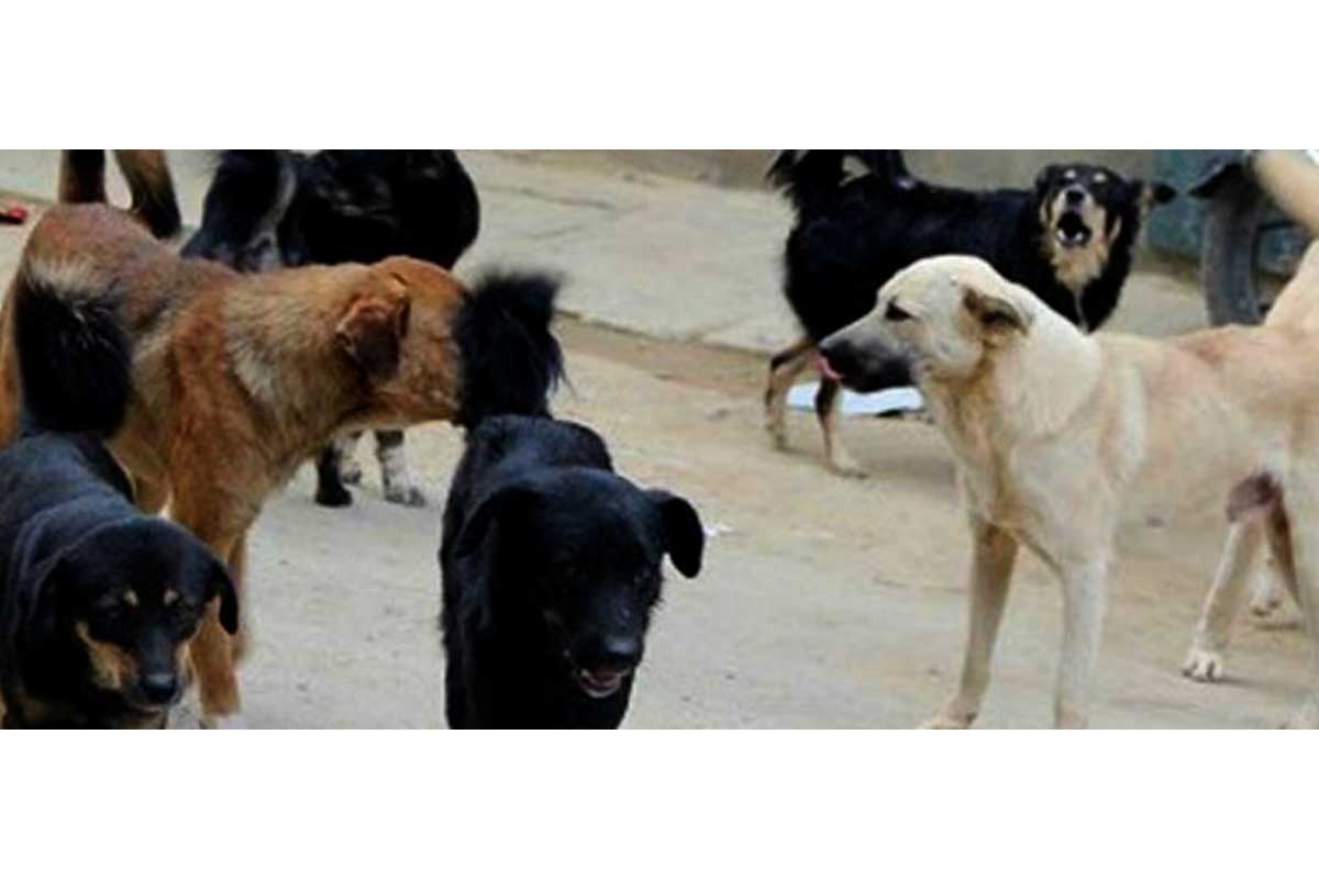 छाडा कुकुर नियन्त्रण गर्न बन्ध्याकरण र रेबिजविरुद्धको भ्याक्सिन