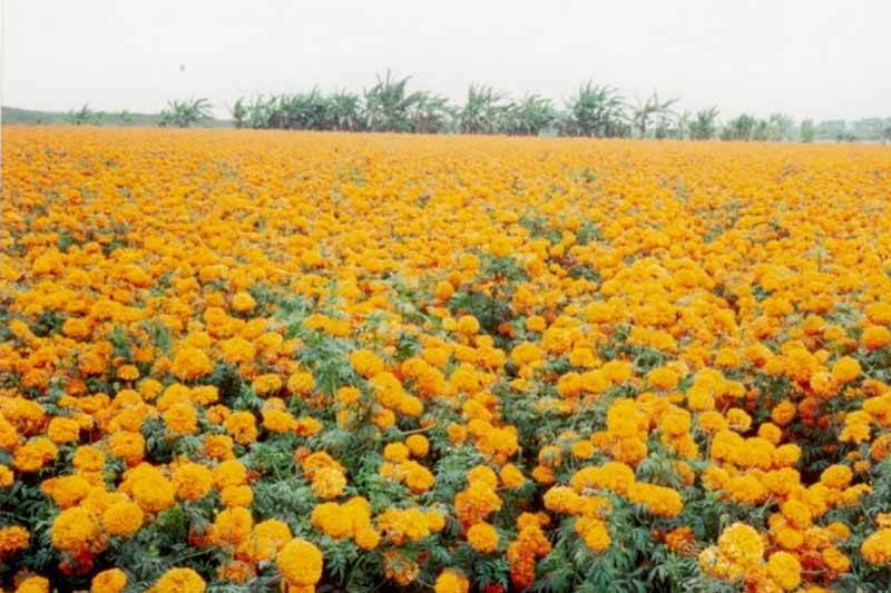 तिहारमा प्लास्टिकका फूल बिक्रीमा रोक
