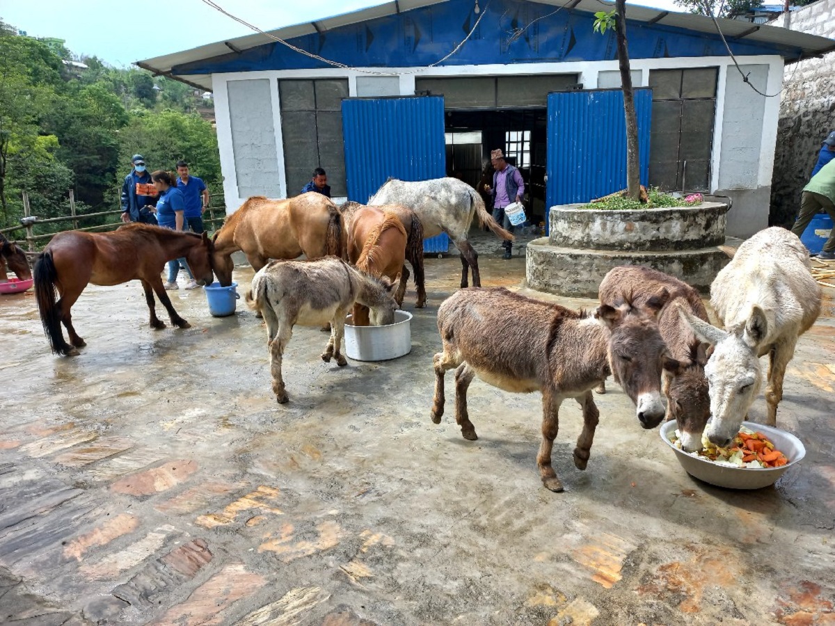 आज विश्व गधा दिवस मनाइँदै