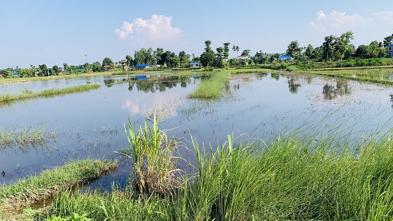 प्लटिङका कारण खेत जलमग्न