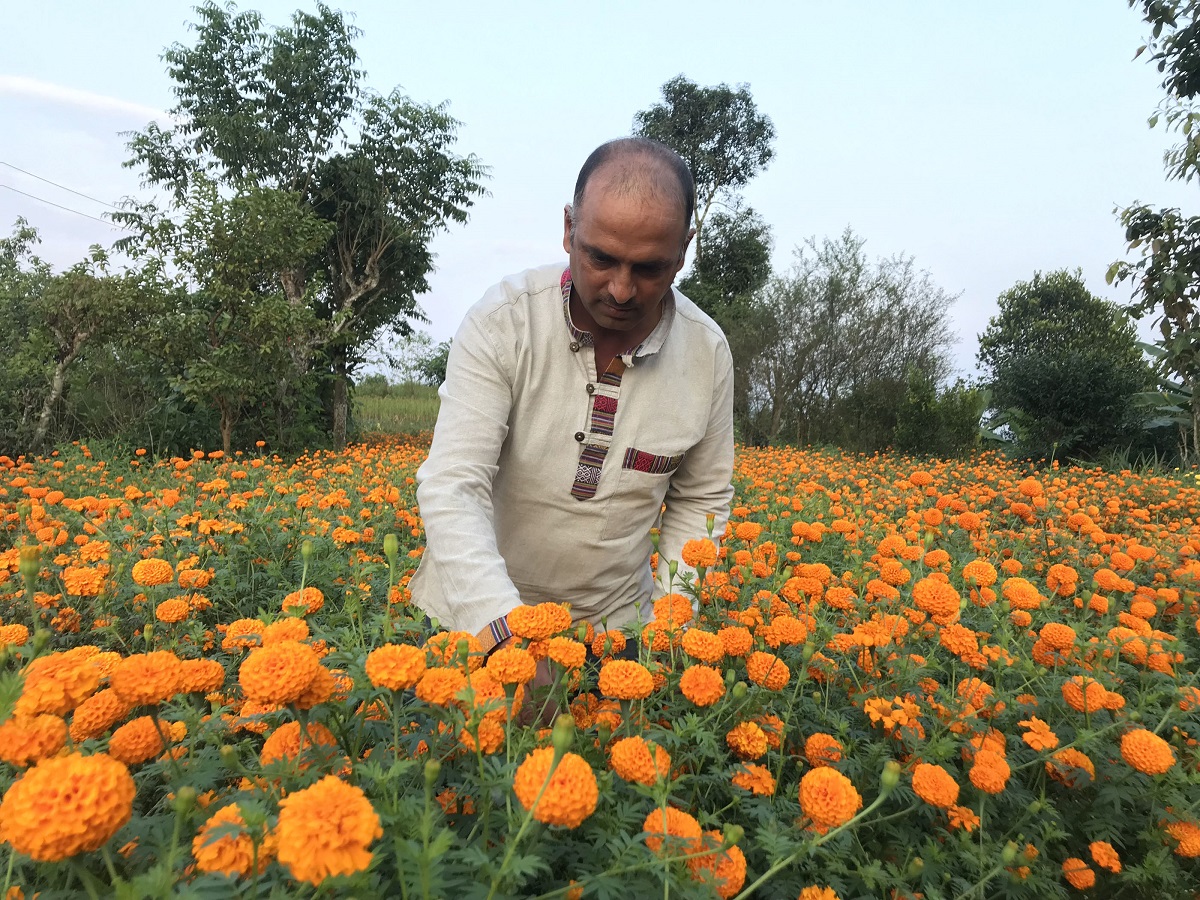बाँझो बारीमा ढकमक्क सयपत्री