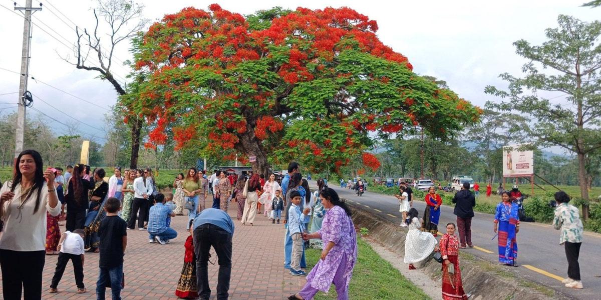पर्यटक लोभ्याउने ढकमक्क फुलेका गुलमोहर