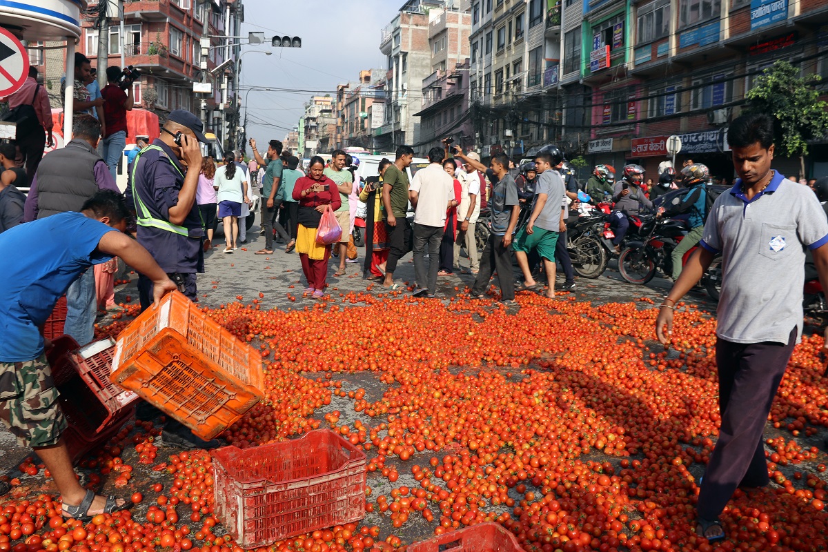 बजार भाउ नआएपछि सडकमा फ्याँकियो गोलभेंडा