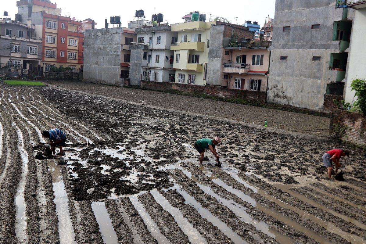 काठमाडौंमा पनि बचेको छ रोपाइँ गर्ने खेत !