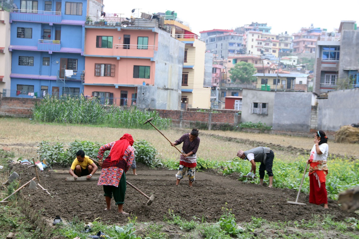 तारकेश्वरमा धानको बीउ राख्न तयारी गरिँदै