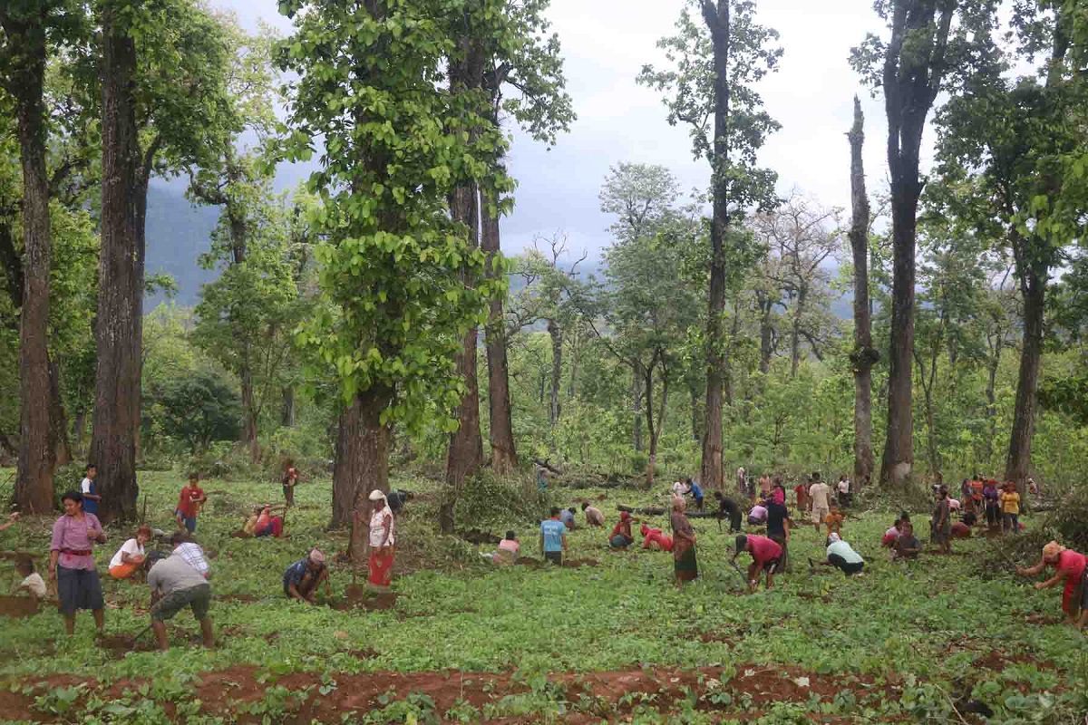 फलफुलका बिरुवा रोप्दै चितवन सामुदायिक वनका सदस्यहरु