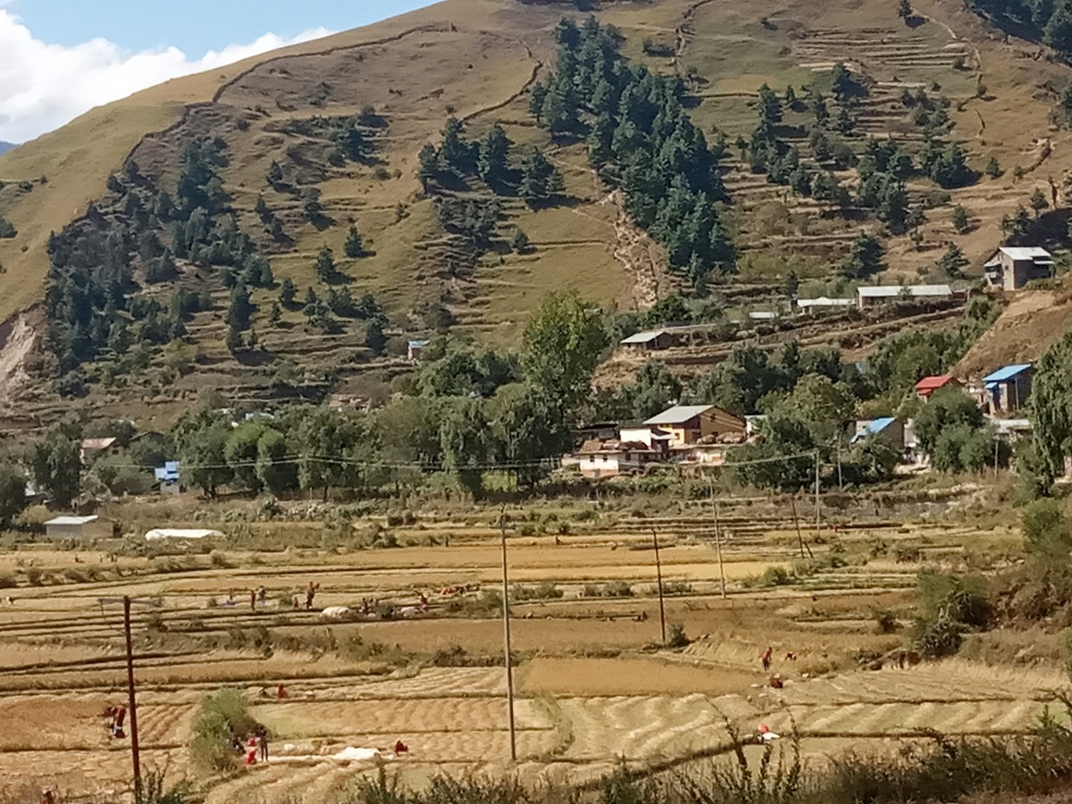 जुम्ली किसानलाई मार्सी धान भित्र्याउने चटारो