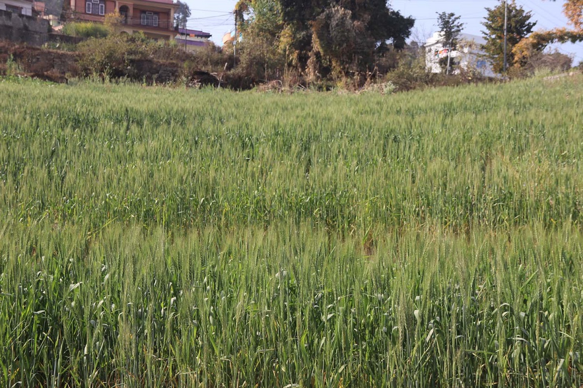 स्युचाटारमा लगाइएको गहुँ खेती