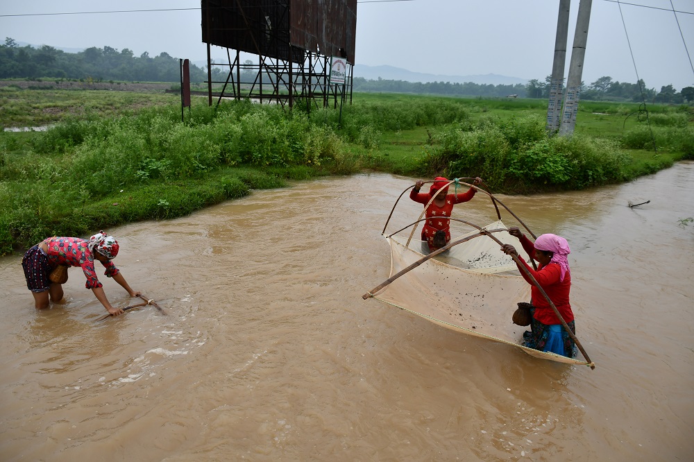 माछी मार न ...