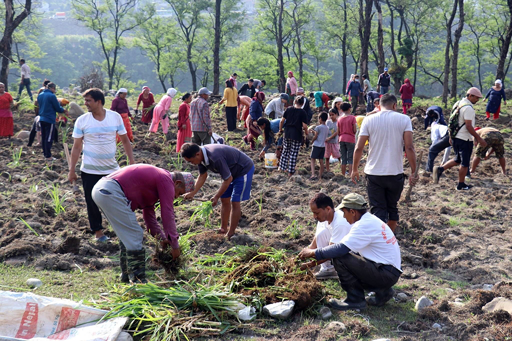 गाई संरक्षण केन्द्रका लागि घाँस रोपिँदै