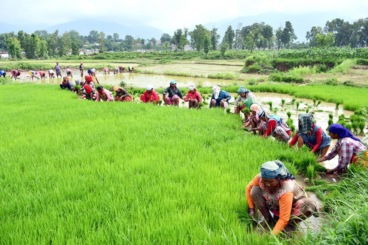 रोपाइँ गर्न धानको बीउ काढ्दै रोपारहरु