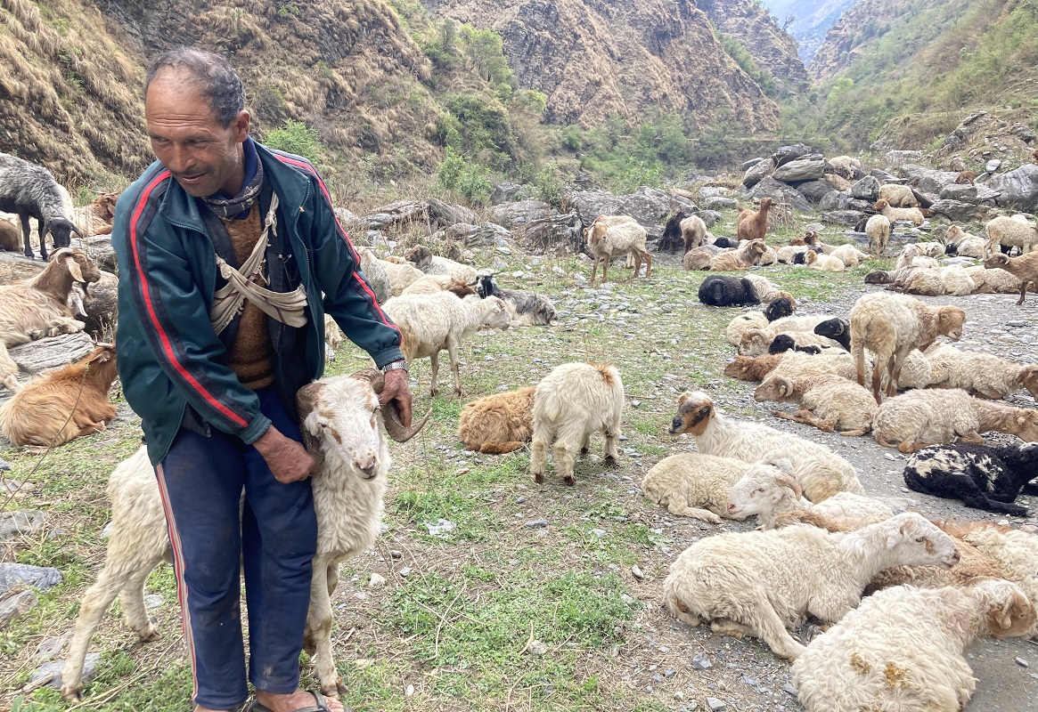 तमानखोला खुंखानीका श्रीपालले पालेका भेंडा