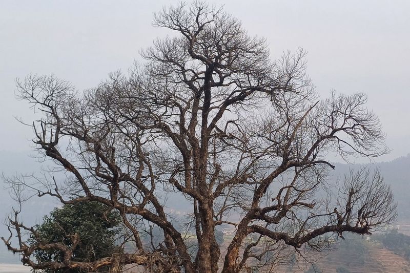 कटहरका रुख धमाधम सुकेपछि काभ्रेका किसान चिन्तित