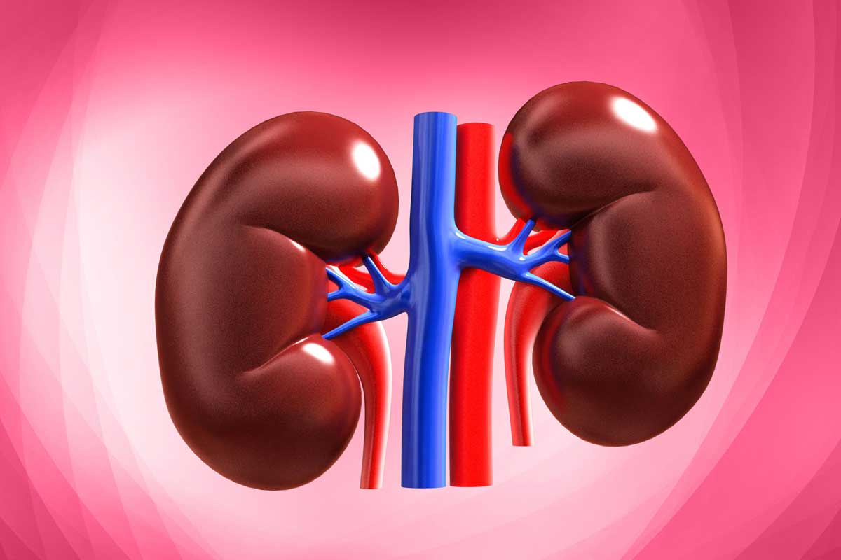 यी बानीले मिर्गौलामा हानी पुर्‍याउँछ