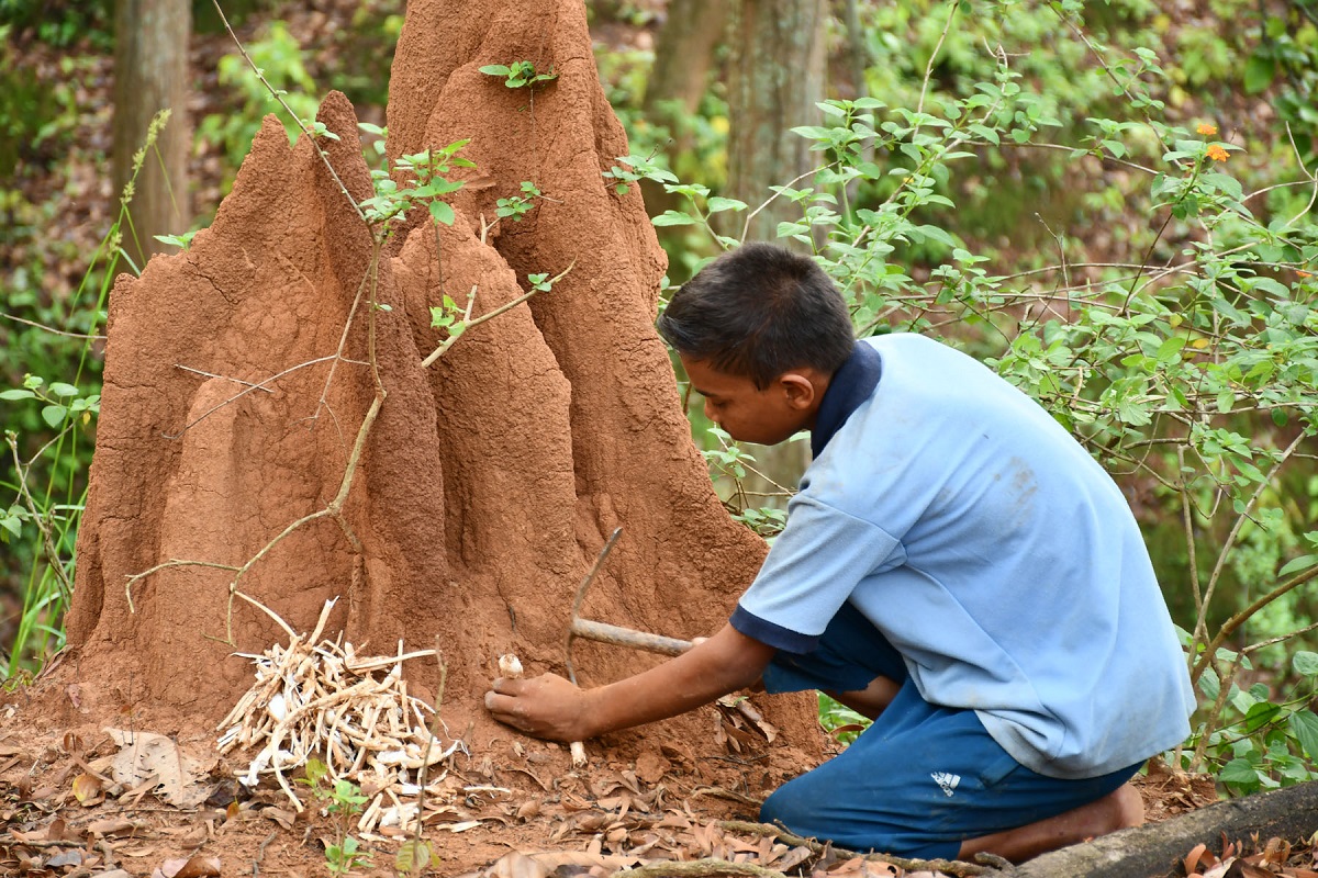 जंगलमा देउले च्याउ खन्दै स्थानीय बालक