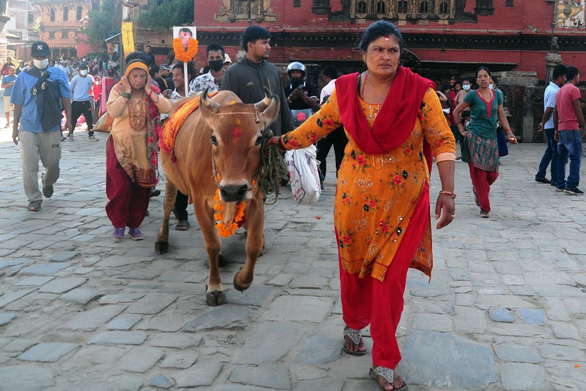भक्तपुरमा बिहानैदेखि गाईजात्रा पर्व मनाइँदै