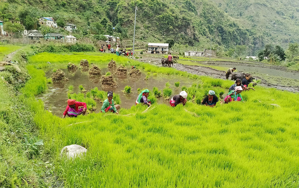 पानी परेपछि रोपाइँ धमाधम