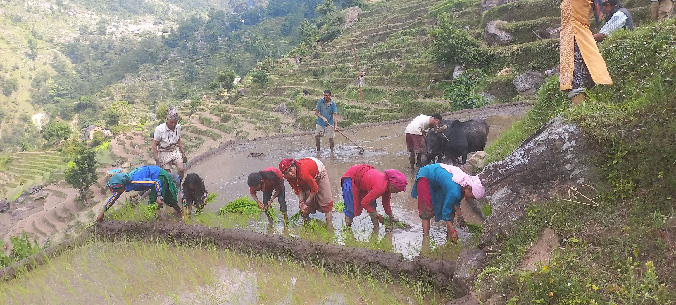 कालीकोटमा रोपाइँको धमाधम