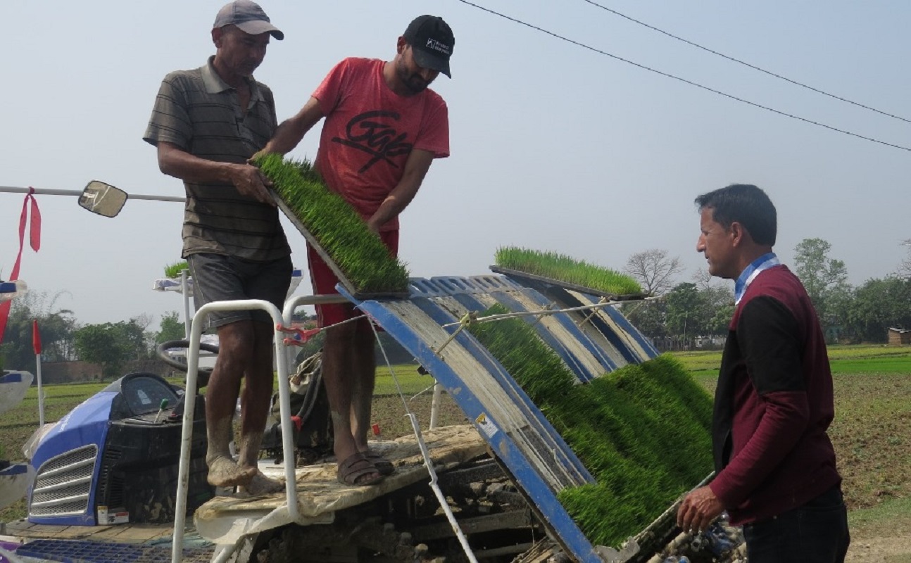 चितवनमा बढ्यो चैतेधानको उत्पादकत्व