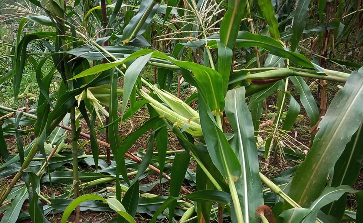 बाँदरको कुरुवा बस्दै बित्छ दिन