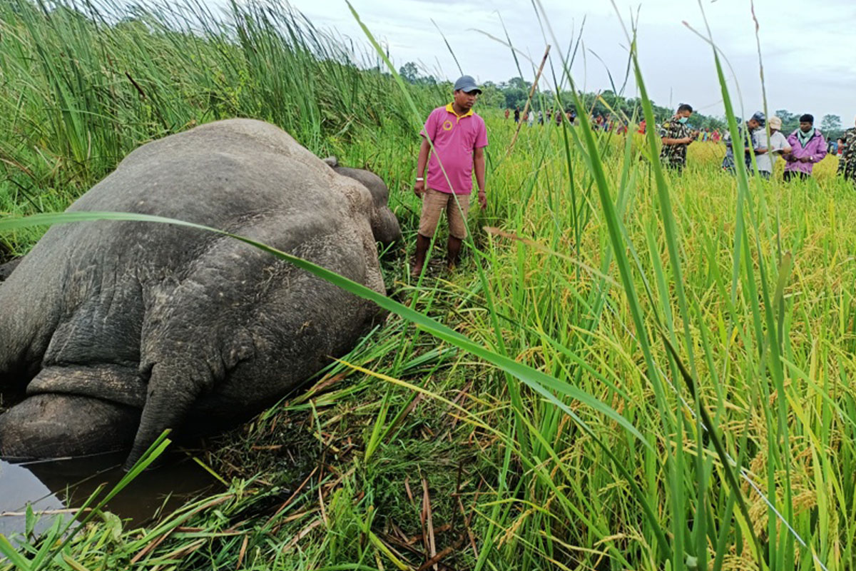 करेण्ट लागेर मकुना हात्तीको मृत्यु