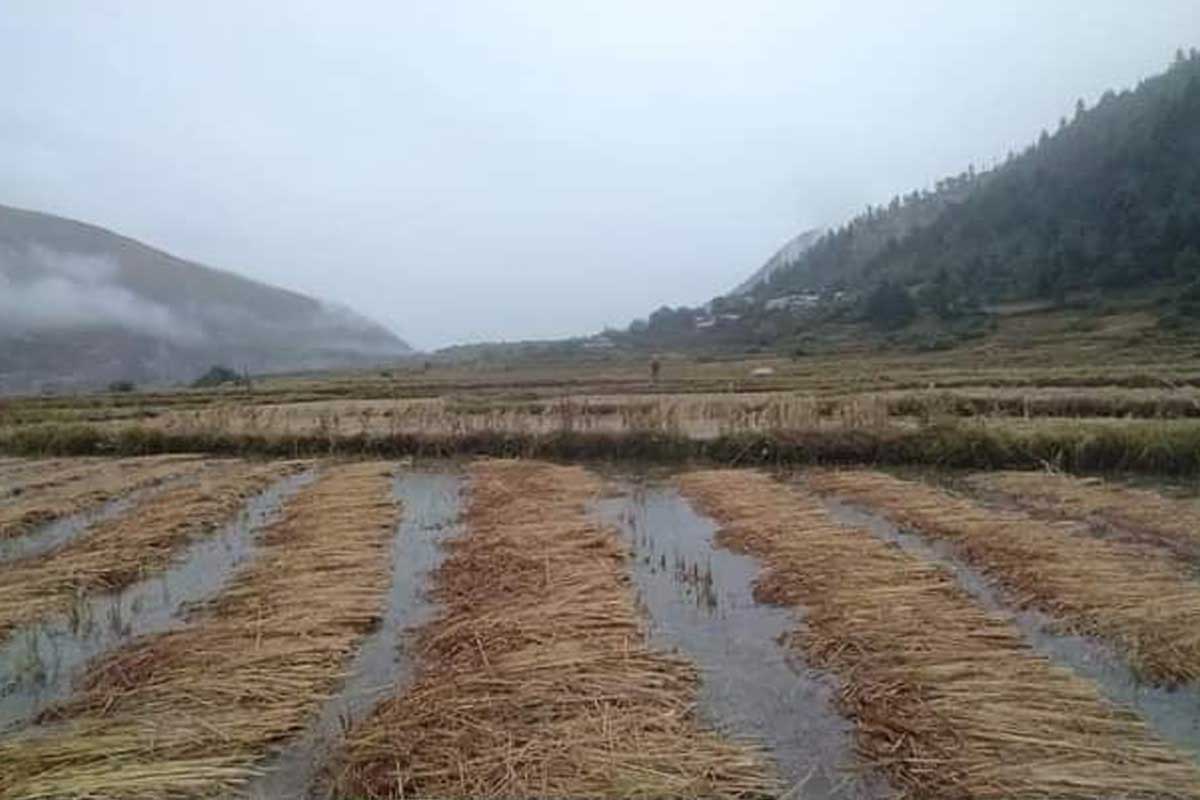 मार्सी धान फल्ने जुम्लाका फाँटमा पस्यो बाढी