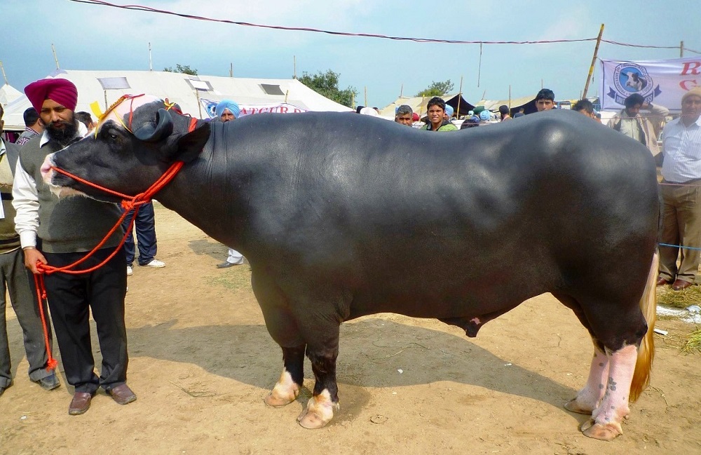 कहाँ राखिन्छन् नेपाल भित्रिएका १५ मुर्रा राँगा? 