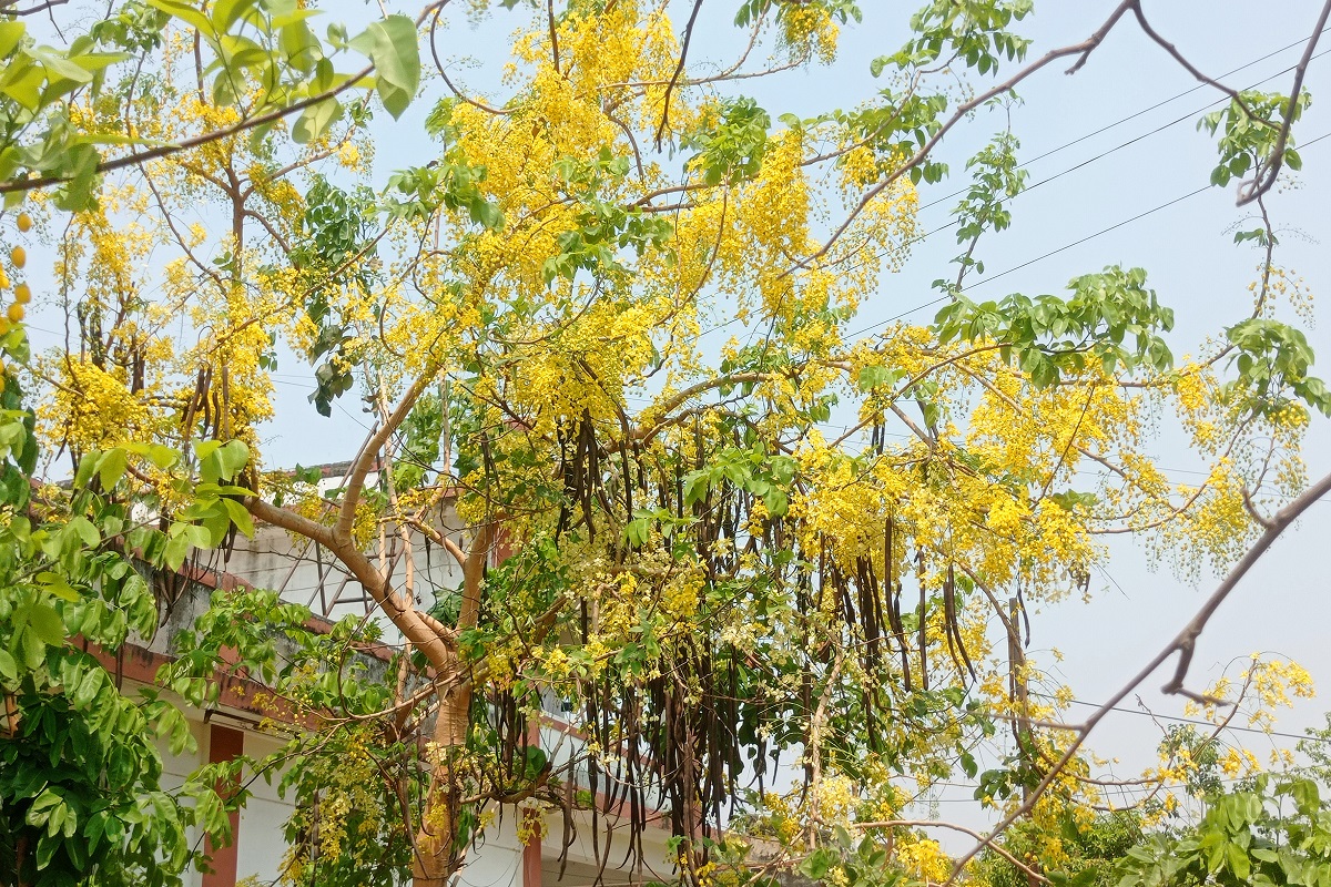 प्राकृतिक गहनाको रुपमा परिचित राजवृक्ष