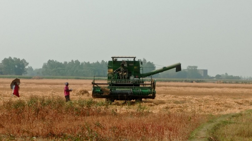 हार्भेस्टर मेसिनबाट गहुँ काटिंदै
