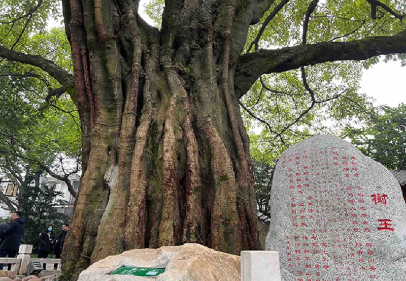 चीनमा एक हजार वर्ष पुरानो बर्मेसल्ला भेटियो