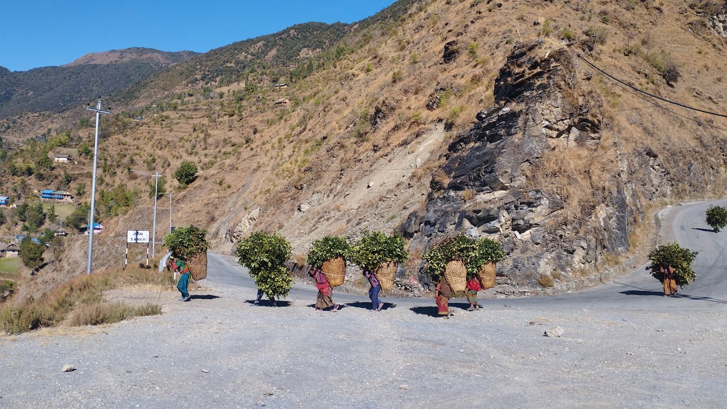 जंगलबाट घाँसको भारी ल्याउँदै रुकुम पश्चिमका महिला